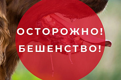 ПРОФИЛАКТИКА БЕШЕНСТВА ЖИВОТНЫХ