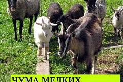 ПАМЯТКА ВЛАДЕЛЬЦАМ ЖИВОТНЫХ ПО ПРОФИЛАКТИКЕ ЧУМЫ МЕЛКИХ ЖВАЧНЫХ ЖИВОТНЫХ